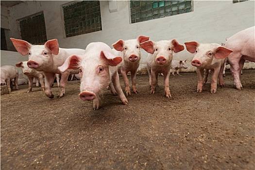 2020年3月27日北京市生猪价格分析_最新生猪价格是多少？