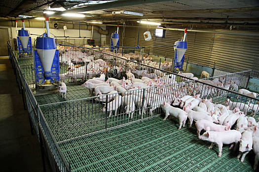 2020年3月9日安徽省猪价行情_最新猪价怎么样？