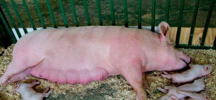 猪场发生乳猪腹泻拉稀要注意母猪炎症的影响