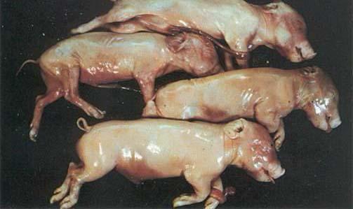 引发母猪繁殖类疾病
