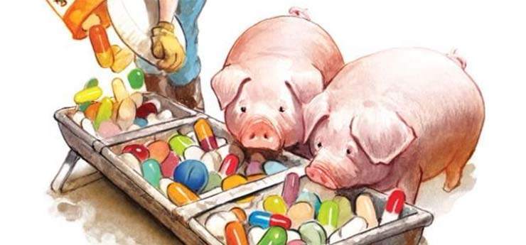 养殖户治疗猪口蹄疫的时候容易滥用抗生素