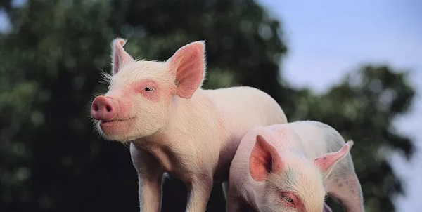 养猪技术